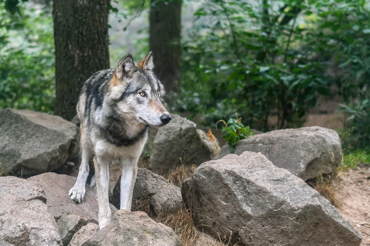 wolfy_vote_village