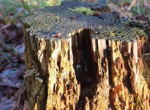 folie-meurtriere-horreur