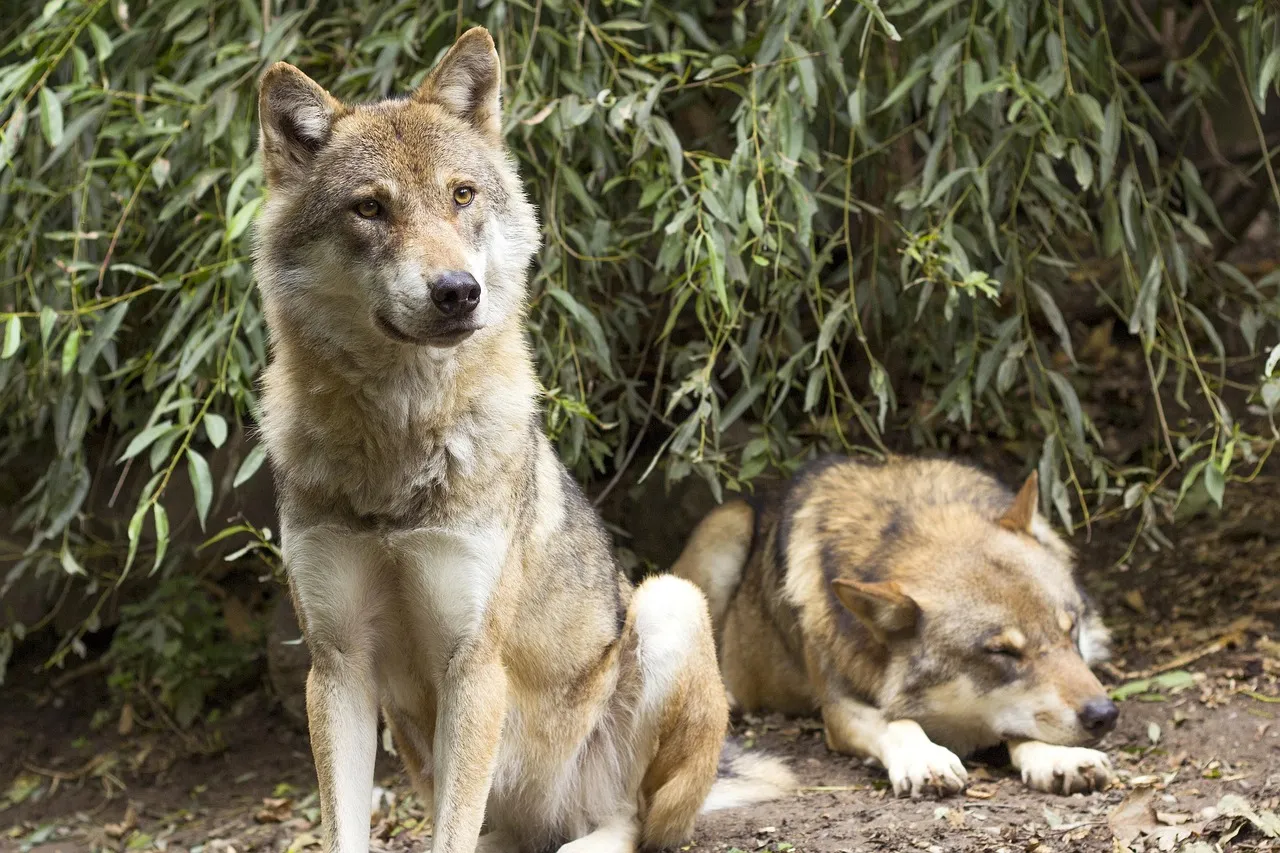wolfy_revelation_role