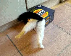 Cat stuck