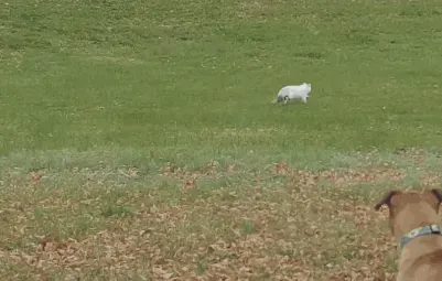Cat chase