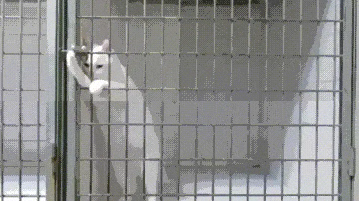 Prisoners