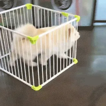 Prison Break