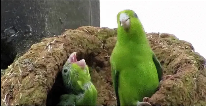 Birds