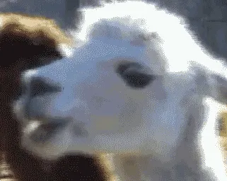 Lama