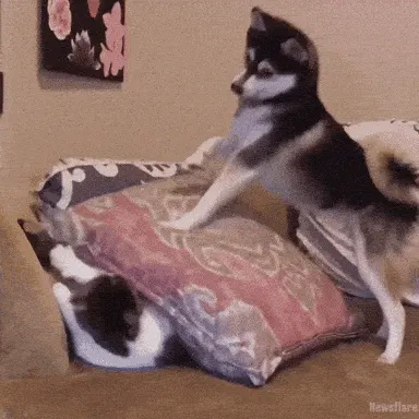 Doggo
